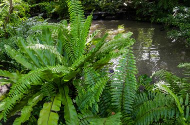 Fern yağmur ormanlarında