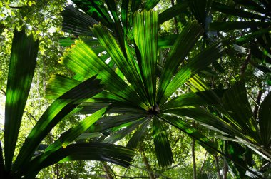 Güneşin altında güzel palmiye yaprakları