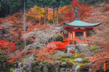 colorful maple leaves and branches