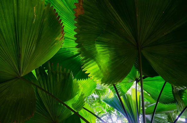 Hermosas hojas de palmera de árbol a la luz del sol —  Fotos de Stock