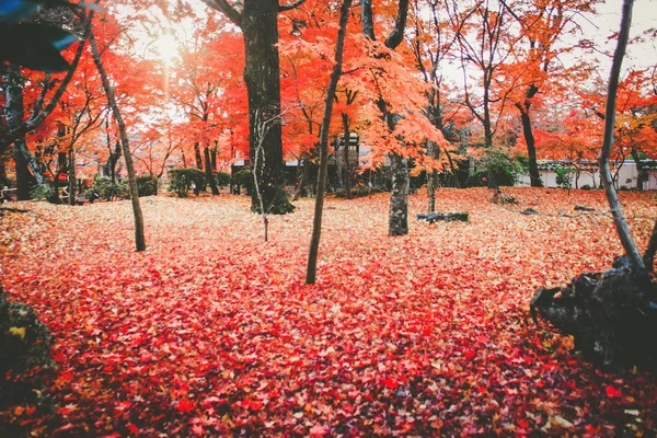 Colorful maple leaves and branches — Stock Photo, Image