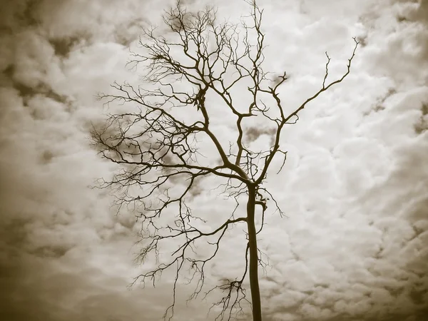 Dead Branch — Stockfoto