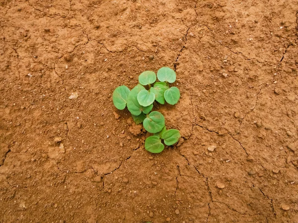 Green plant growing between the cracks — Stok fotoğraf