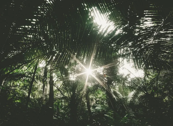 Floresta com o sol por trás — Fotografia de Stock