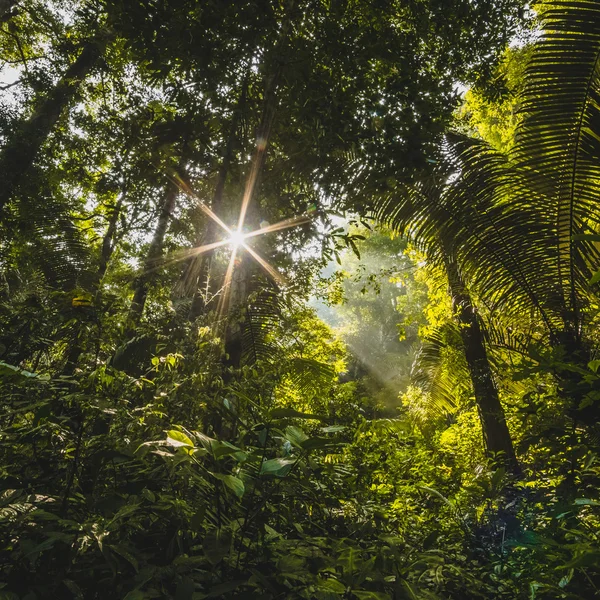 森林，身后有太阳 — 图库照片