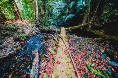 Tropikal Yağmur Ormanları