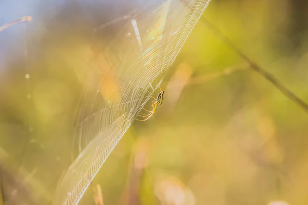 Spindelnät av jakten — Stockfoto