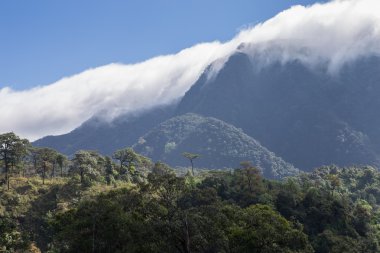 Sabah sis yağmur ormanlarında