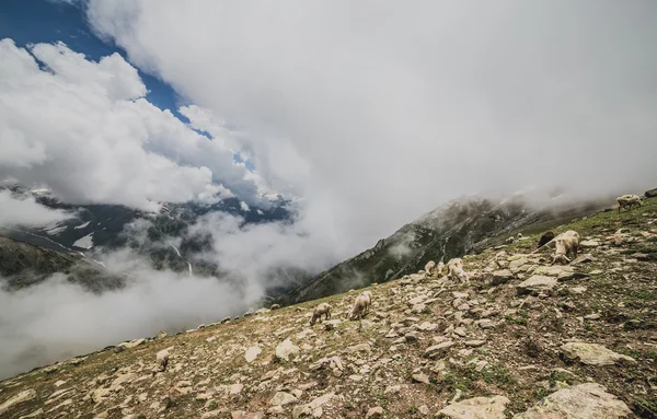 Felsige Landschaft mit Eisgipfeln — Stockfoto