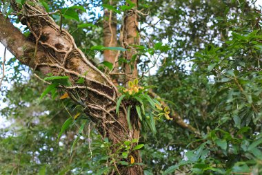 Orkide ormanlarında