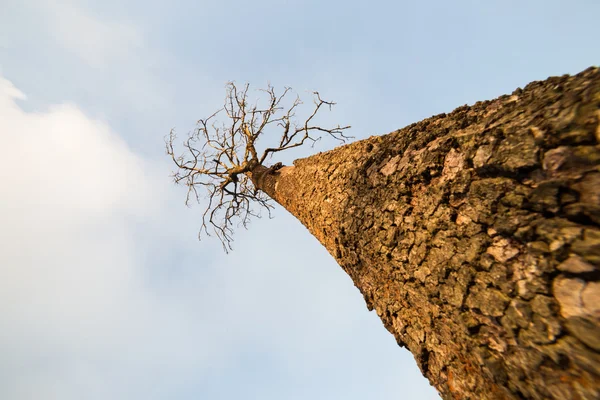 Dode boom — Stockfoto