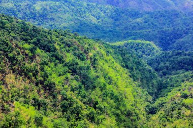 Ormanın havadan görünüşü