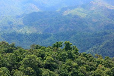 Ormanın havadan görünüşü