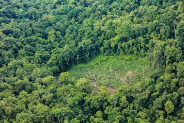 Hava ve yağmur ormanları toprağa kesilen ağaçlarının