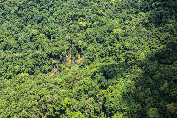 Vista aérea da floresta — Fotografia de Stock