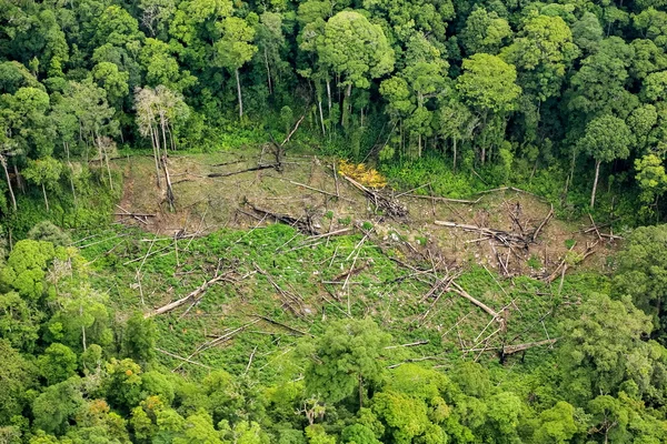 Aerial of  cut trees on ground in rainforest — Stock Photo, Image