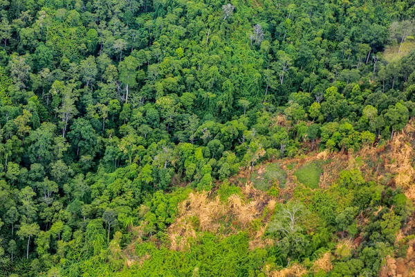 숲의 항공 사진 — 스톡 사진