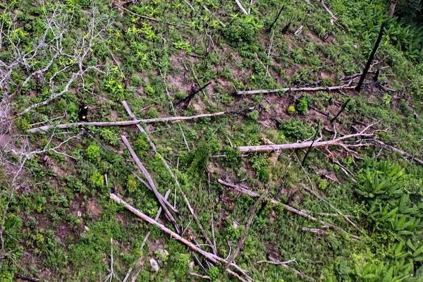 Aérea de árboles cortados en el suelo en la selva tropical — Foto de Stock