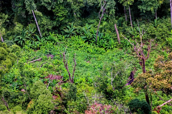 Aerea di alberi tagliati a terra nella foresta pluviale — Foto Stock