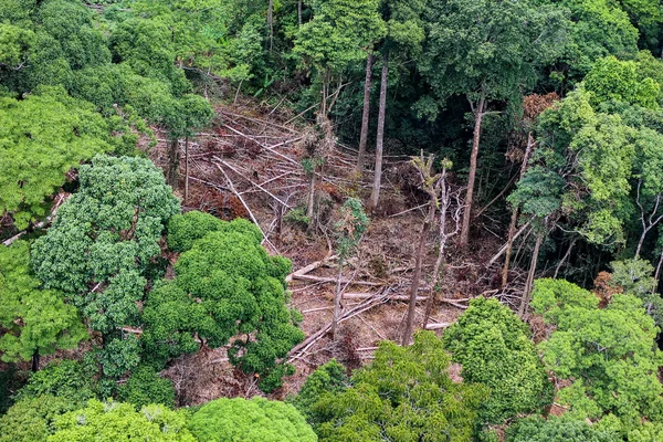 Аэрография вырубленных деревьев на земле в тропических лесах — стоковое фото