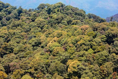 Ormanın havadan görünüşü