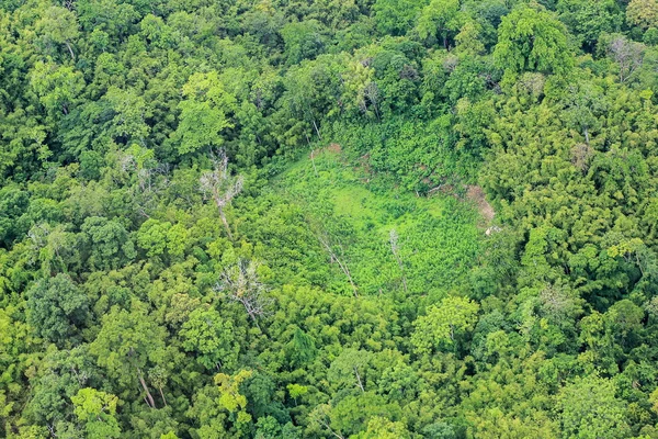 Aerea di alberi tagliati a terra nella foresta pluviale — Foto Stock