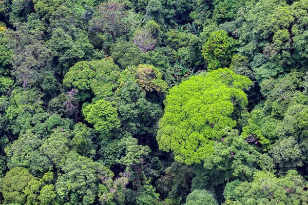 Vista aérea del bosque — Foto de Stock