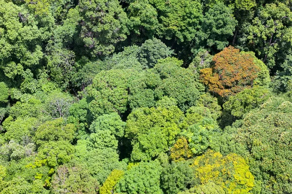 Vista aérea del bosque — Foto de Stock