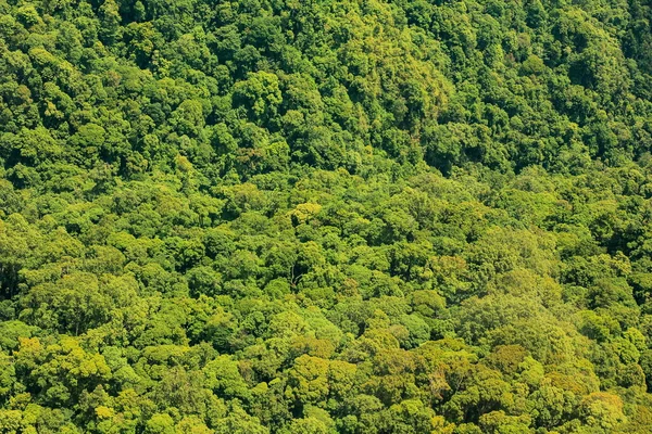 Vista aérea del bosque — Foto de Stock