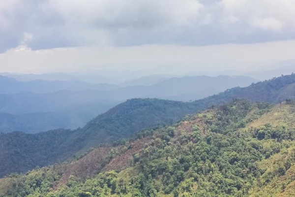 Вид на лес с воздуха — стоковое фото