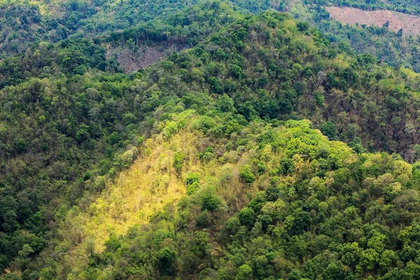 Vanuit de lucht uitzicht op het bos — Stockfoto