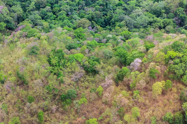 Aerial view of the forest — Stock Photo, Image