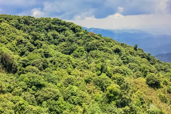 森の空中風景 — ストック写真