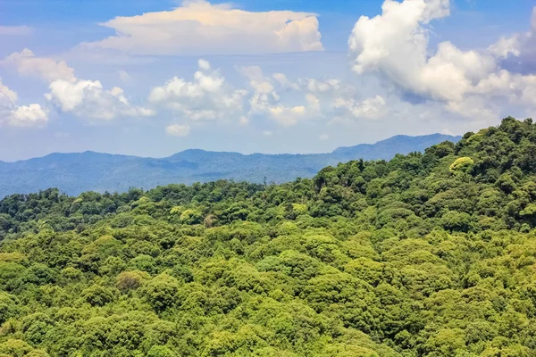 Vanuit de lucht uitzicht op het bos — Stockfoto