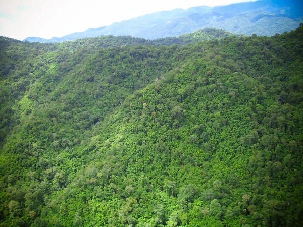 Vue aérienne de la forêt — Photo