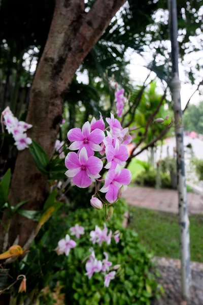Orchids in the garden — Stock Photo, Image