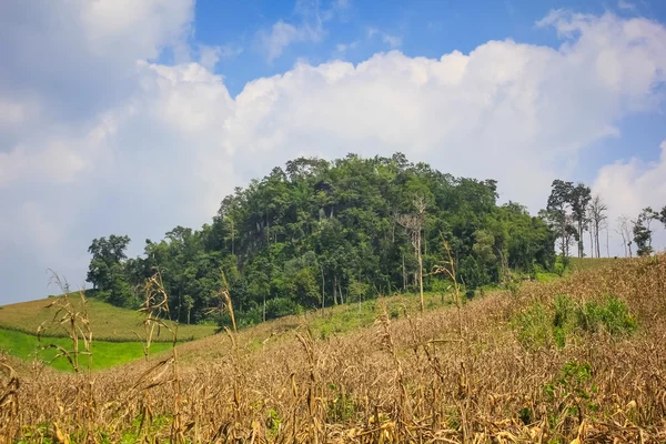 Abandoned farm — Stock Photo, Image