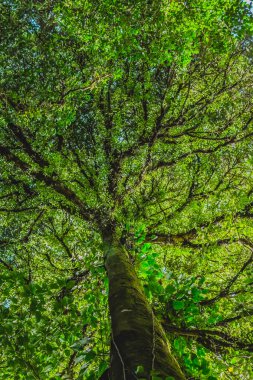 Orman ağaçları yaprakları