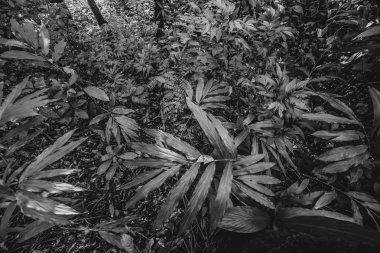 Orman siyah ve beyaz