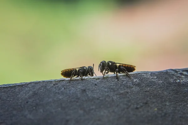 Бджоли крупним планом — стокове фото