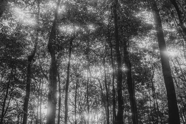 Bos zwart en wit — Stockfoto