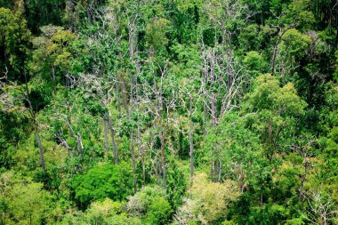 Havadan görünümü orman