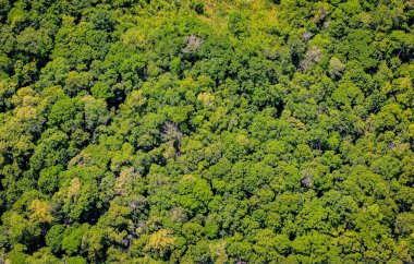 Havadan görünümü orman