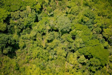 Havadan görünümü orman