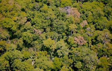 Havadan görünümü orman