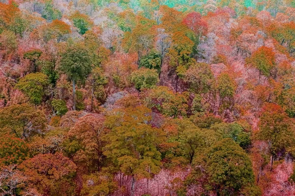 Bosque con vista aérea — Foto de Stock