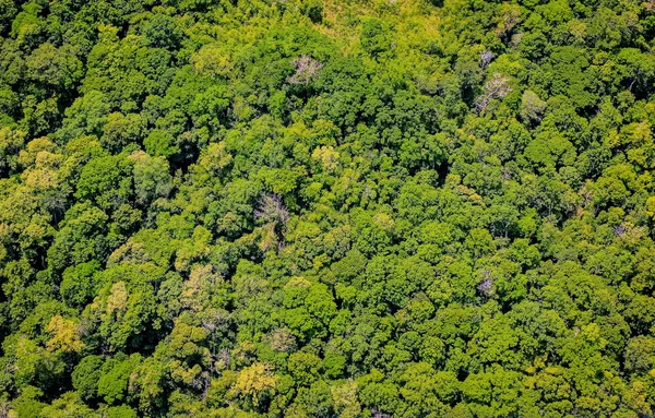 Havadan görünümü orman