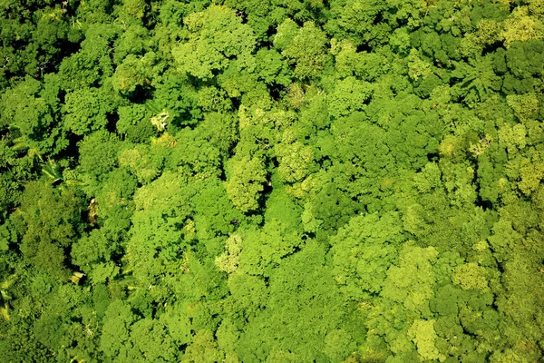 Aerial view forest — Stock Photo, Image