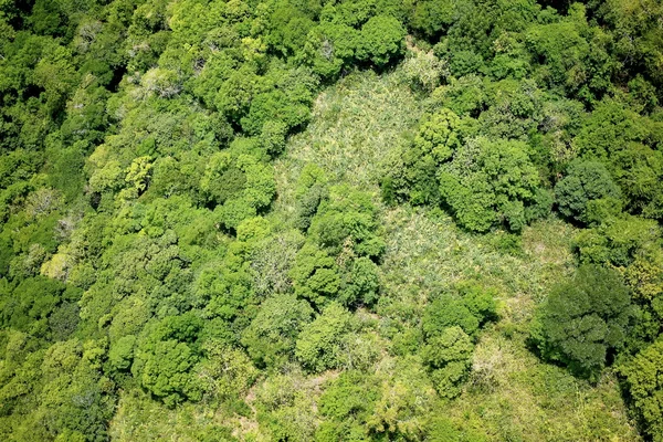 Aerial view forest — Stock Photo, Image