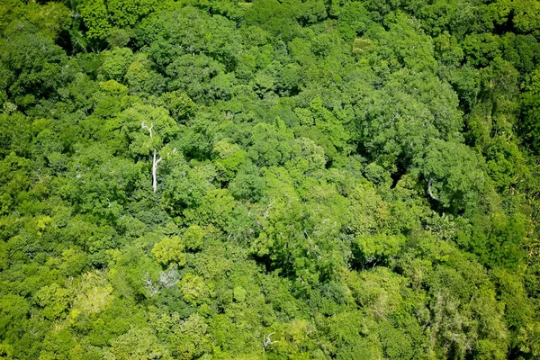 Αεροφωτογραφία δάσος — Φωτογραφία Αρχείου